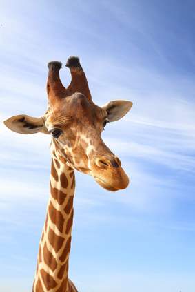 Giraffe closeup portrait with blue sky as background