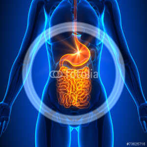 Gut Health And The Brain